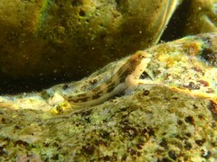 Microlipophrys adriaticus