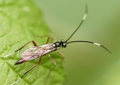 Ischnus inquisitorius