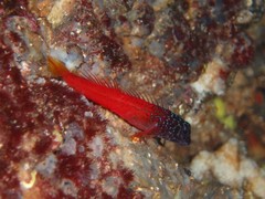 Microlipophrys nigriceps