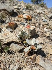Eriogonum alpinum