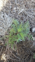 Gilia capitata chamissonis