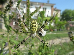 Argiope bruennichi