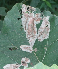 Calycomyza flavinotum