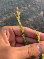 Hesperidanthus linearifolius