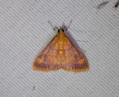 Pyrausta onythesalis
