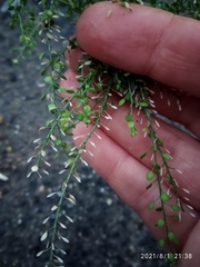 Lepidium ruderale