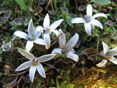 Lobelia perpusilla