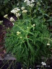 Achillea millefolium