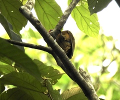 Piculus chrysochloros