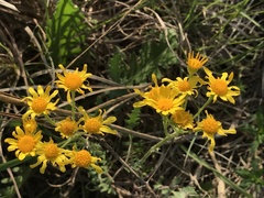 Packera plattensis