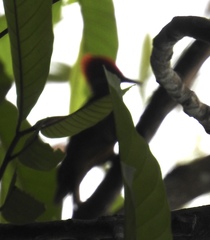 Piculus chrysochloros