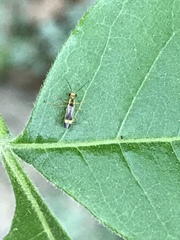 Malthinus occipitalis