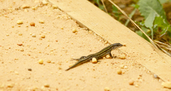 Podarcis carbonelli carbonelli