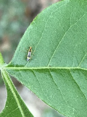Malthinus occipitalis