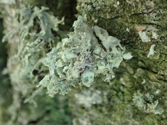 Ramalina baltica