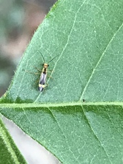 Malthinus occipitalis