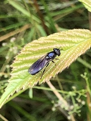 Pyrophaena granditarsis