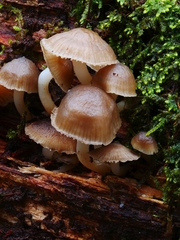 Mycena overholtsii