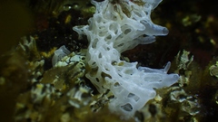 Clathrina