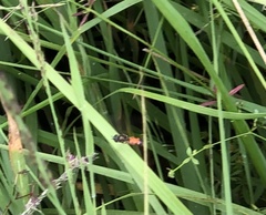 Pyrophaena granditarsis