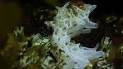 Clathrina