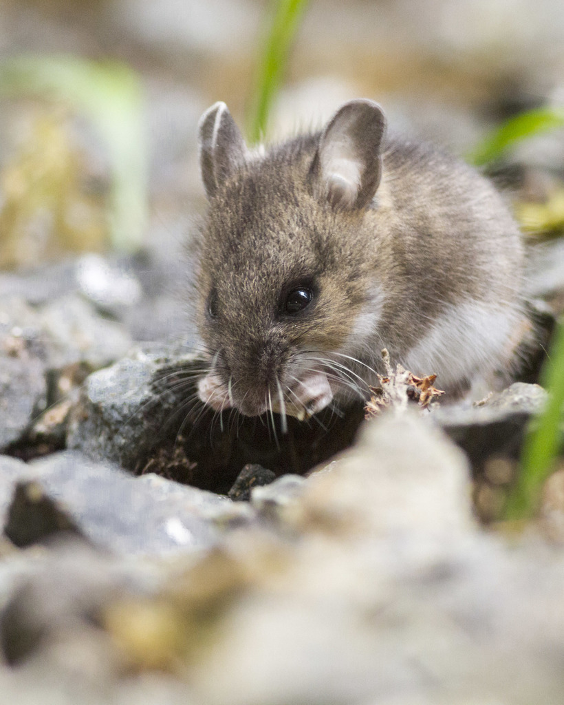 Western Deer Mouse (Peromyscus sonoriensis) - Know Your Mammals