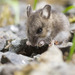 Western Deer Mouse - Photo (c) Thomas Barbin, some rights reserved (CC BY-NC), uploaded by Thomas Barbin