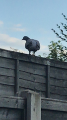 Columba palumbus