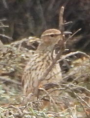 Certhilauda curvirostris brevirostris