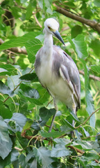 Egretta caerulea × thula