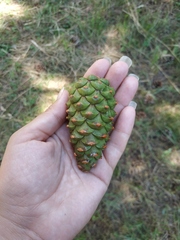 Pinus nigra pallasiana