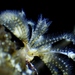Calcareous Tube Worm - Photo (c) Zach Berghorst, some rights reserved (CC BY-NC), uploaded by Zach Berghorst