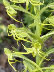 Habenaria novemfida