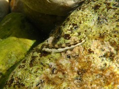 Microlipophrys adriaticus