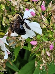 Xylocopa virginica