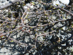 Coprosma brunnea