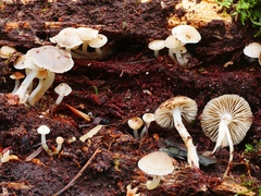 Mycena overholtsii