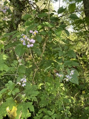 Solanum dulcamaroides