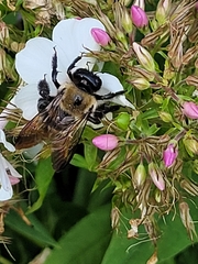 Xylocopa virginica