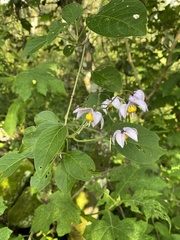 Solanum dulcamaroides