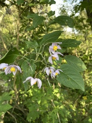 Solanum dulcamaroides