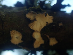 Hohenbuehelia cyphelliformis