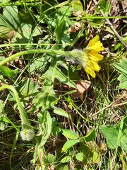 Leontodon caucasicus