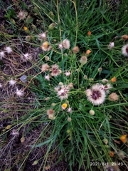 Scorzoneroides autumnalis