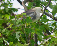 Egretta caerulea × thula