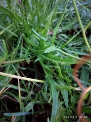 Scorzoneroides autumnalis