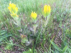 Castilleja levisecta
