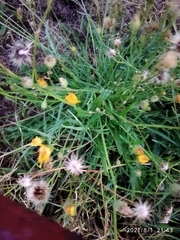 Scorzoneroides autumnalis