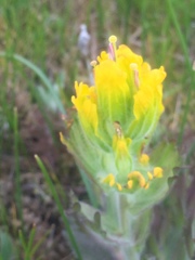 Castilleja levisecta