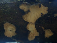 Hohenbuehelia cyphelliformis